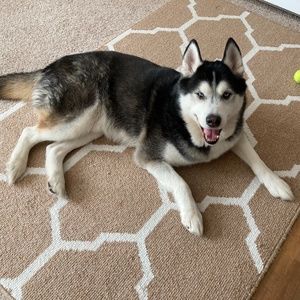 Steele ~~~~** NOT FOR SALE